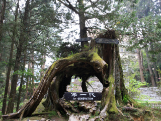 阿里山神木群