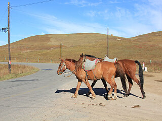 孤石军马场度假村