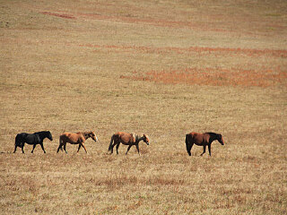 孤石军马场度假村
