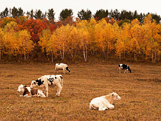 御道口草原森林