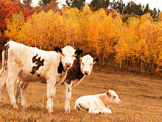 御道口草原森林