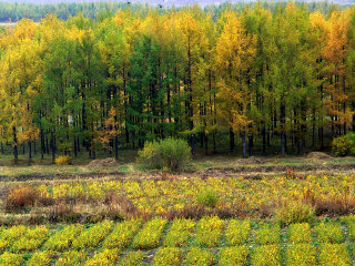 塞罕坝机械林场