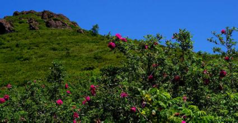 北京郊區哪裡好玩_妙峰山玫瑰谷旅遊攻略_妙峰山玫瑰谷要門票嗎