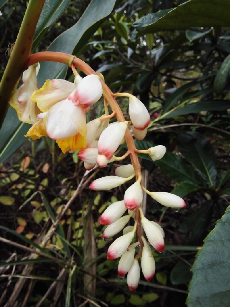 宝石岩鸡叶花,叶子很香,逢年过节都用它来做红团,粽子.