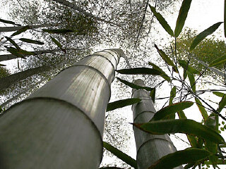 阳明山国家森林公园