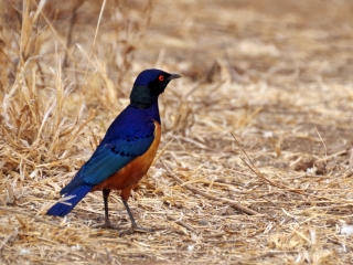 安博塞利国家公园