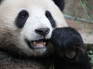 四川卧龙国家级自然保护区