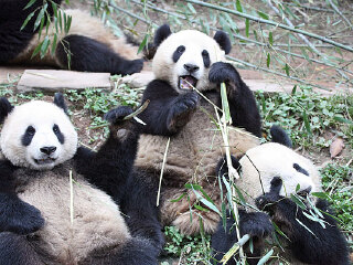 四川卧龙国家级自然保护区