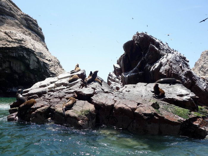 除了鳥類,鳥島還有很多企鵝,海獅和海豹.