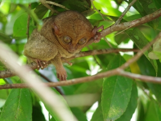 菲律宾眼镜猴保护区