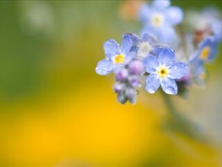 鄢陵国家花木博览园