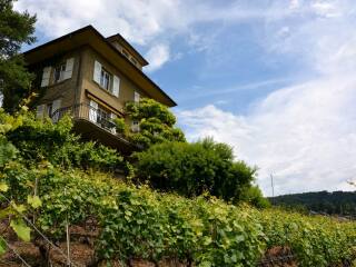 拉沃葡萄园梯田