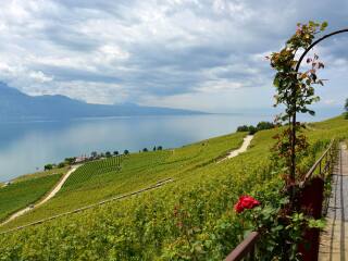 拉沃葡萄园梯田