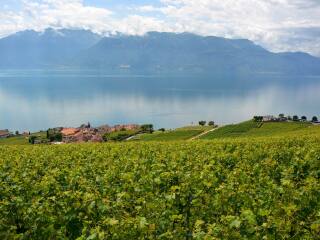 拉沃葡萄园梯田