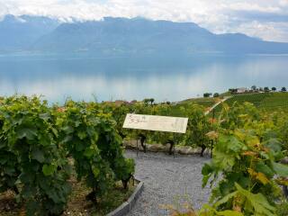 拉沃葡萄园梯田