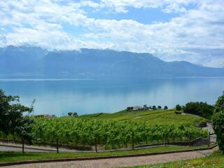 拉沃葡萄园梯田