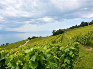 拉沃葡萄园梯田