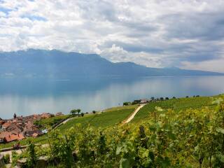 拉沃葡萄园梯田