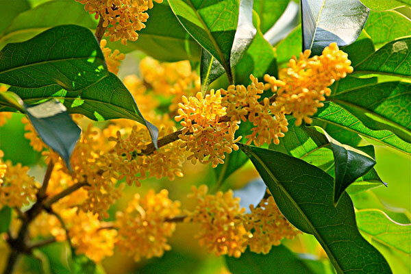 【2016杭州西湖桂花节】_2016杭州西湖桂花节时间|地点|门票