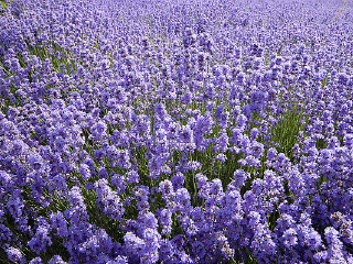 藏马山国际旅游度假区