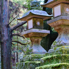 奈良神鹿公园的#最魅春节# #情人节摄影展# #旅图换旅费#