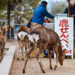 奈良神鹿公园的#旅图换旅费# #情人节摄影展#