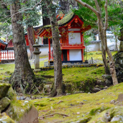 奈良神鹿公园的#旅图换旅费# #情人节摄影展#