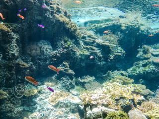 冲绳美丽海水族馆