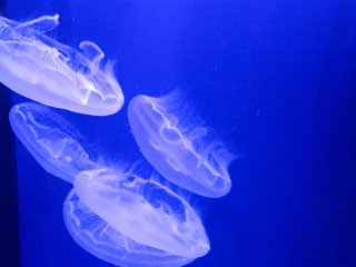 冲绳美丽海水族馆