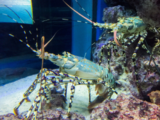 冲绳美丽海水族馆