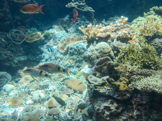 冲绳美丽海水族馆