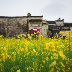 西递的#旅图换旅费# #古镇#