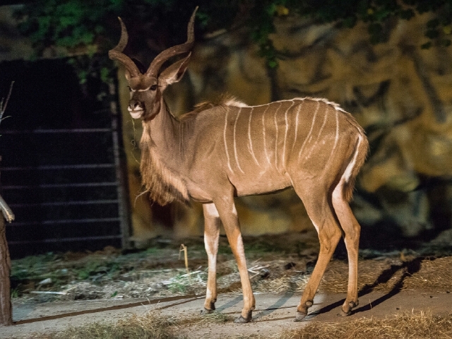  泰国清迈机票 当地4晚5日游>纯玩小团,双龙寺祈福,宁曼路泰式餐厅