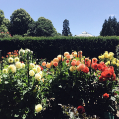 基督城植物园的#旅图换旅费# #旅拍# #2016年度艳照#