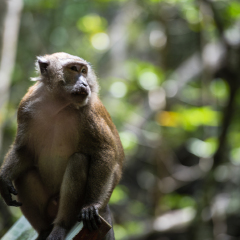 兰卡威Kilim地质公园的#旅图换旅费# #自然风光# 景点模块