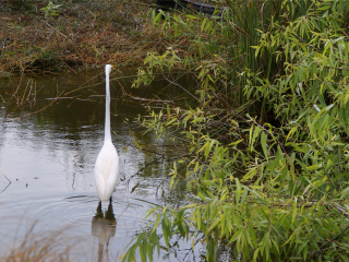 大沼泽国家公园