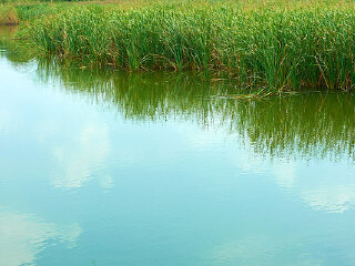 台儿庄运河湿地公园