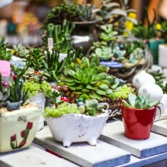 荷兰花卉小镇的#旅图换旅费#