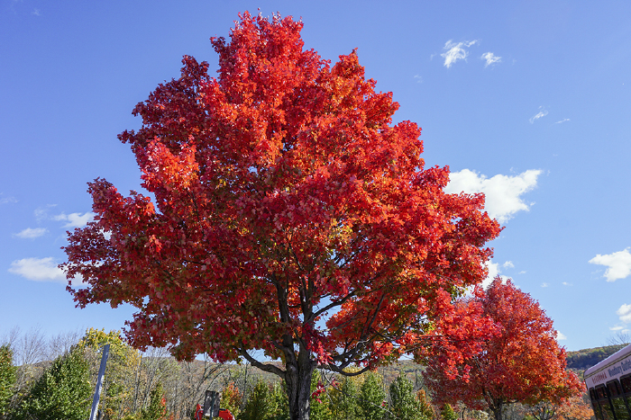 【途牛首发】金秋北美三国行