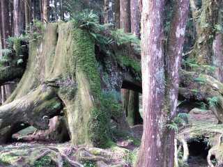 阿里山神木群