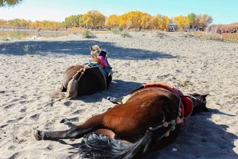 环游中国再走西北甘南宁夏额济纳旗一个人的狂奔