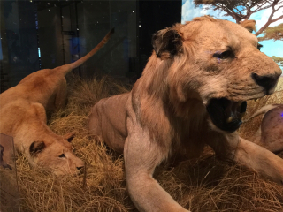 休斯顿自然科学博物馆