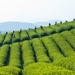 龙背山森林公园