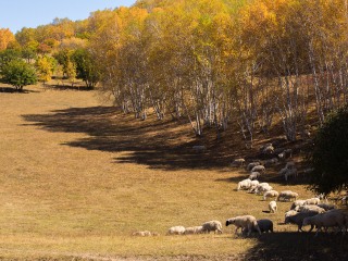 桦木沟国家森林公园