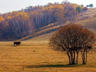 桦木沟国家森林公园