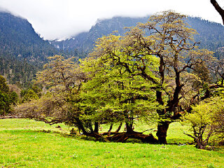 大山原始森林景区