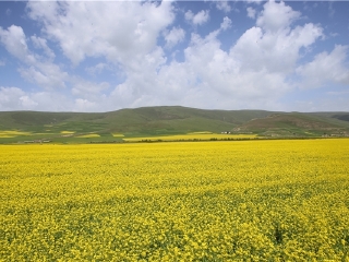 油菜花海
