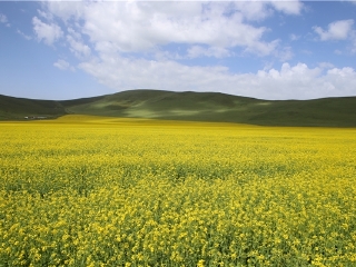 油菜花海
