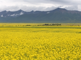 油菜花海