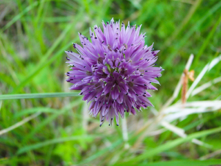 塞罕坝国家森林公园